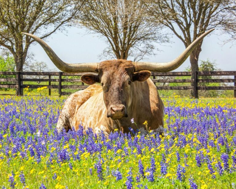 Texas Spring Real Estate Market Cheat Sheet: